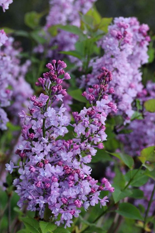  Scentara Double Blue Lilac - 2 Gallon Pot