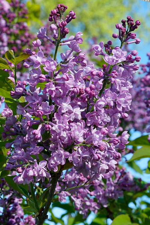  Scentara Double Blue Lilac - 2 Gallon Pot