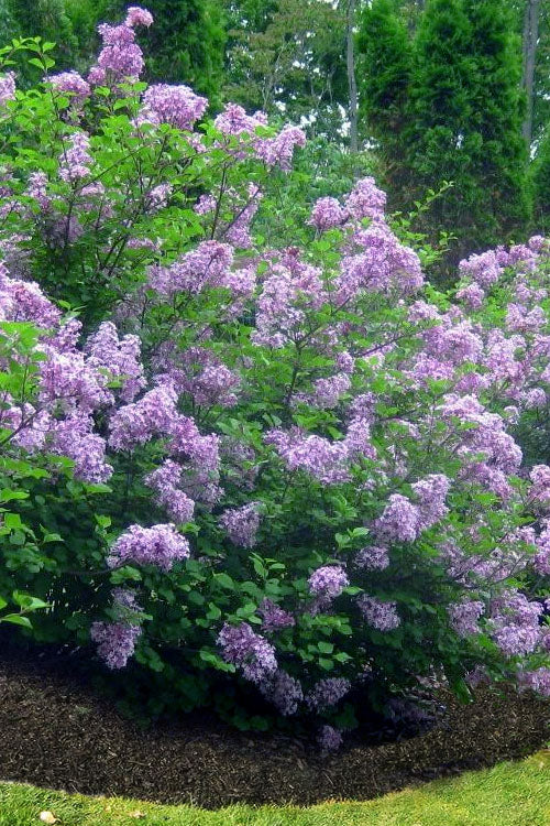  Scentara Double Blue Lilac - 2 Gallon Pot
