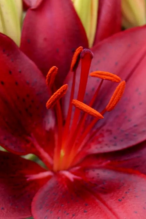  Tiny Comfort Asiatic Lily - 1 Gallon Pot