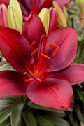 Tiny Comfort Asiatic Lily - 1 Gallon Pot