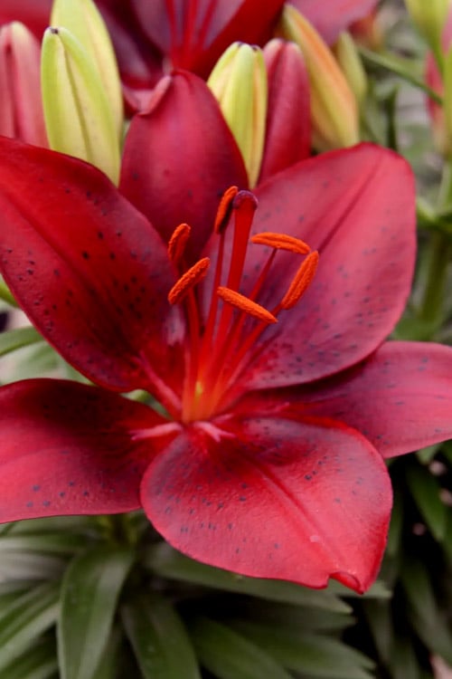  Tiny Comfort Asiatic Lily - 1 Gallon Pot