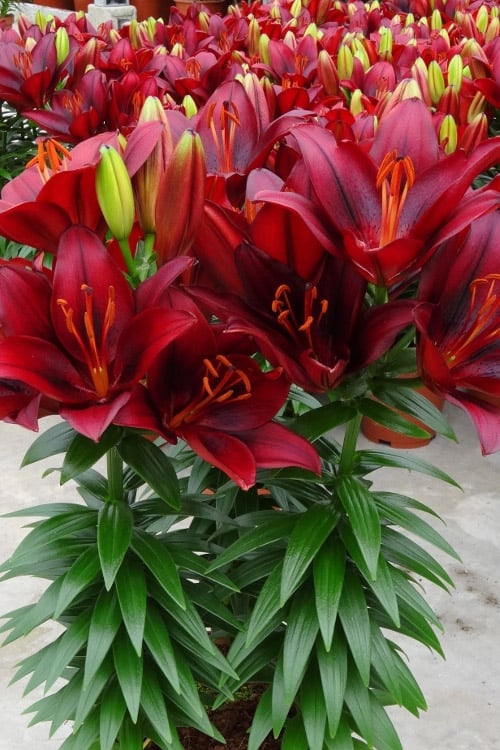  Tiny Comfort Asiatic Lily - 1 Gallon Pot
