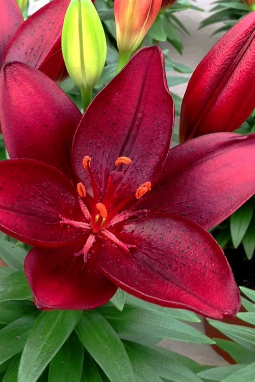  Tiny Comfort Asiatic Lily - 1 Gallon Pot