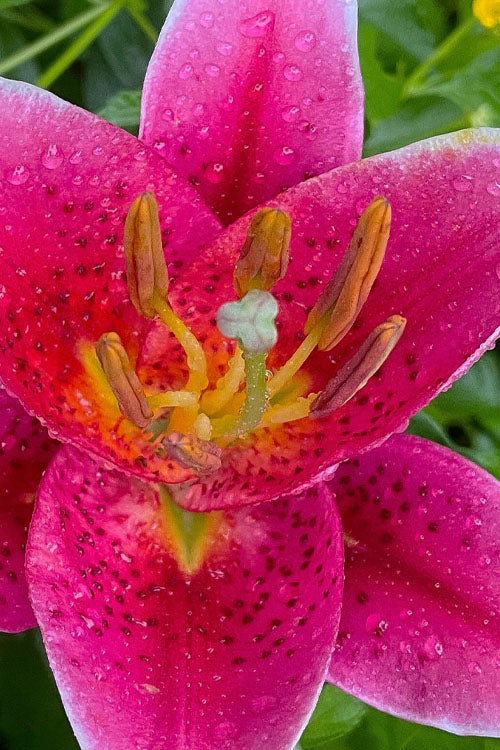  Sunny Robyn Oriental Lily - 1 Gallon Pot