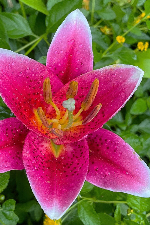  Sunny Robyn Oriental Lily - 1 Gallon Pot