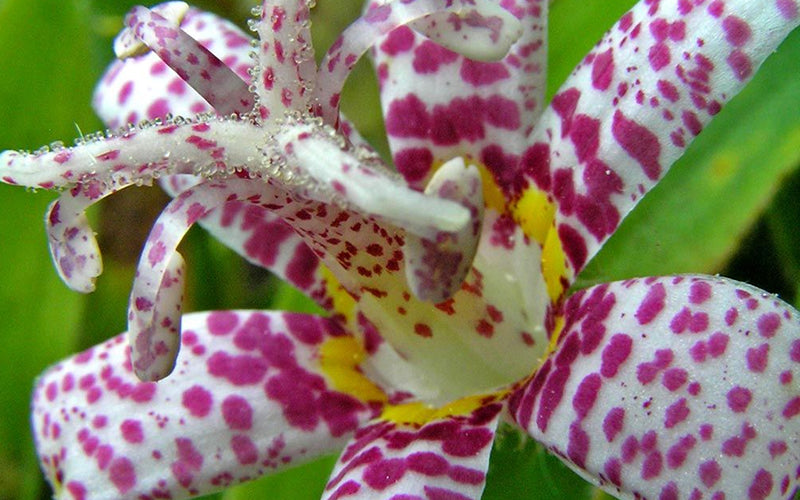  Miyazaki Toad Lily (Tricyrtus Hirta) - 6 Pack Of 1 Gallon Pots