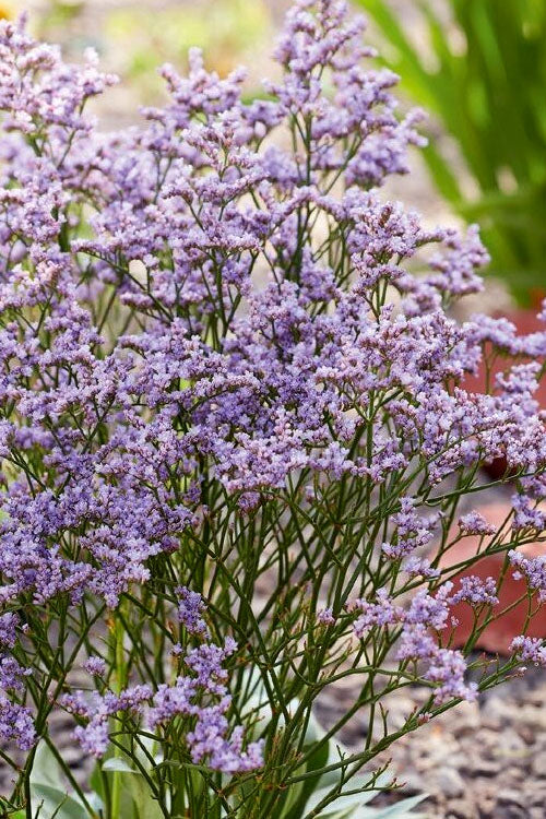  Dazzle Rocks Statice (Limonium) - 1 Gallon Pot