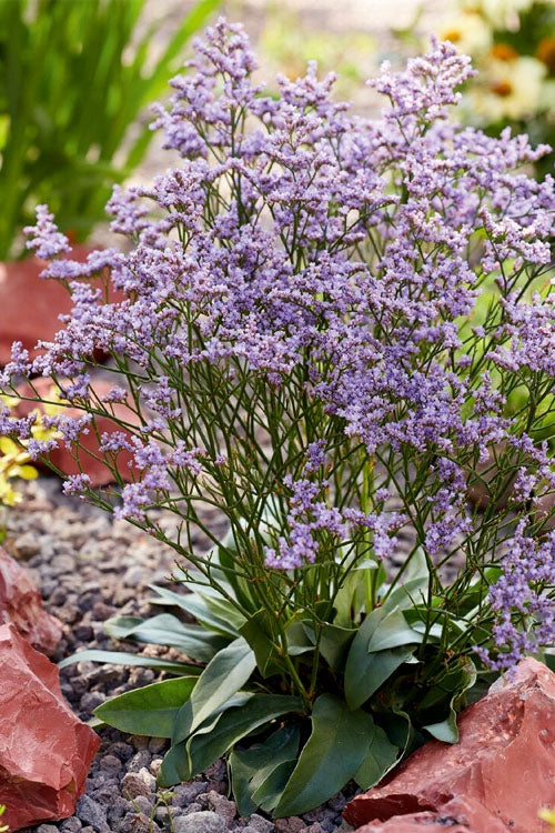  Dazzle Rocks Statice (Limonium) - 1 Gallon Pot