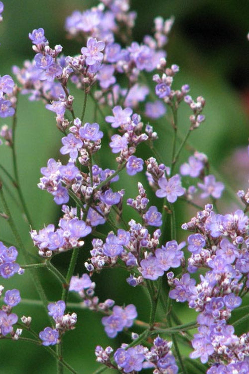  Sea Lavender Statice (Limonium) - 1 Gallon Pot