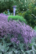  Sea Lavender Statice (Limonium) - 1 Gallon Pot