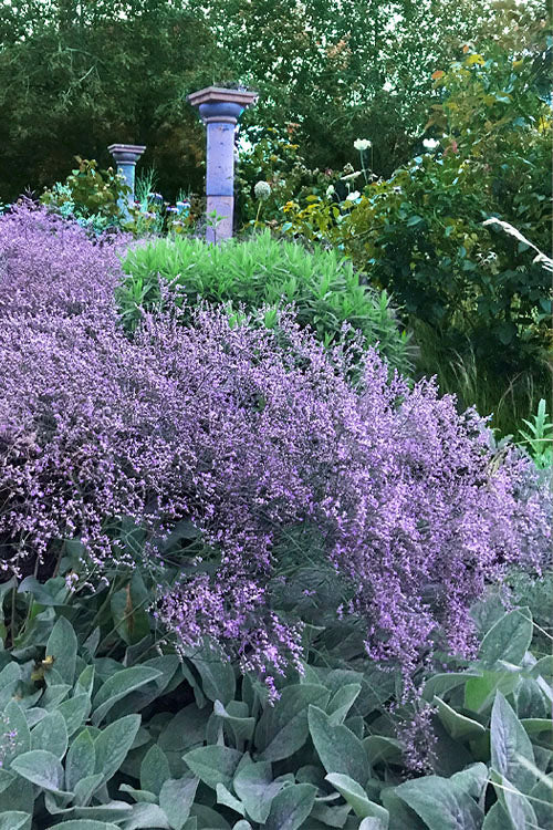  Sea Lavender Statice (Limonium) - 1 Gallon Pot