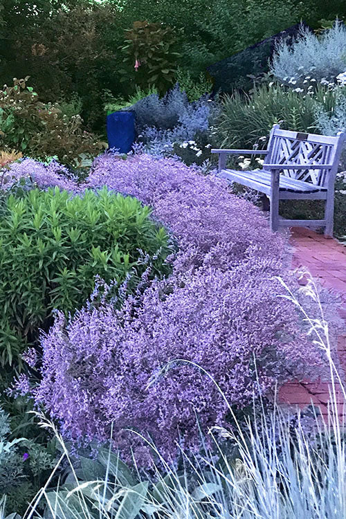  Sea Lavender Statice (Limonium) - 1 Gallon Pot