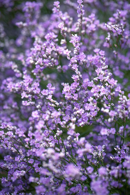  Sea Lavender Statice (Limonium) - 1 Gallon Pot