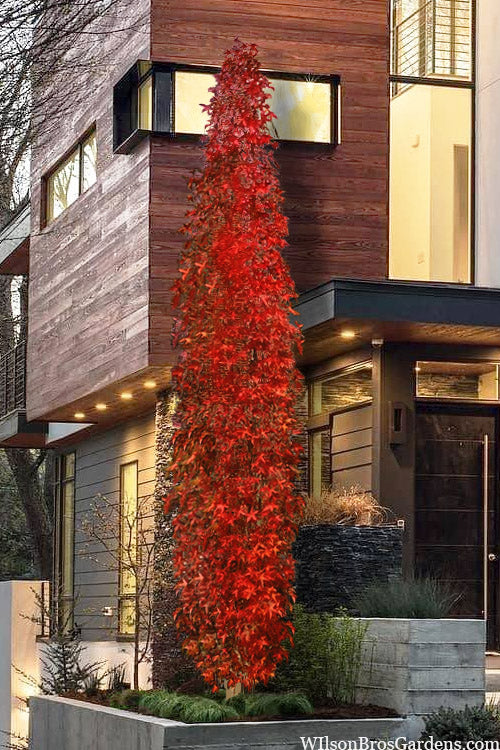  Slender Silhouette Sweetgum Tree - 3 Gallon Pot