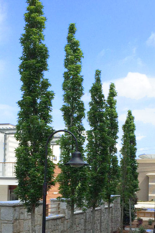  Slender Silhouette Sweetgum Tree - 3 Gallon Pot