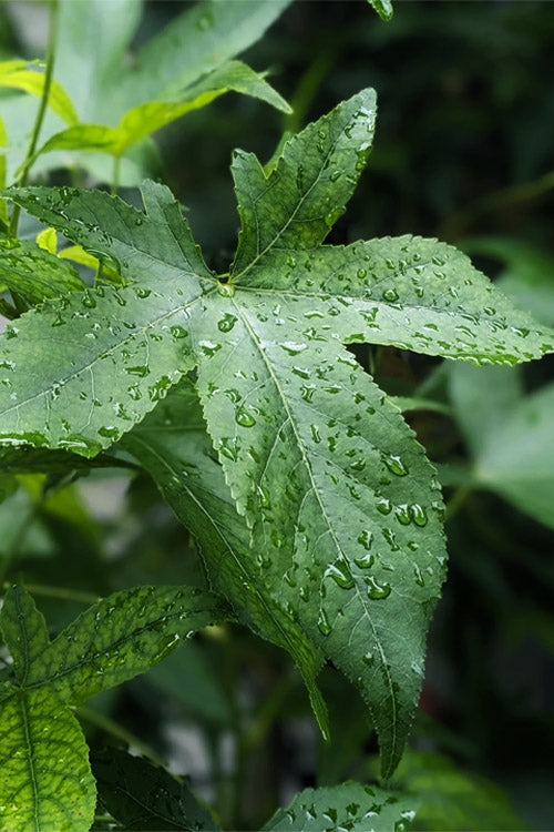  Slender Silhouette Sweetgum Tree - 3 Gallon Pot