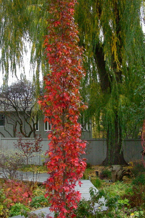  Slender Silhouette Sweetgum Tree - 3 Gallon Pot