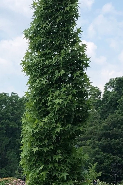  Slender Silhouette Sweetgum Tree - 3 Gallon Pot