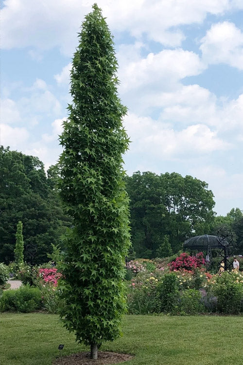  Slender Silhouette Sweetgum Tree - 3 Gallon Pot
