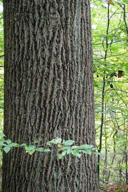  Tulip Poplar Tree - 1 Gallon Pot