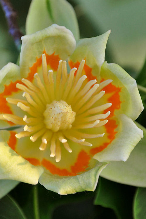  Tulip Poplar Tree - 1 Gallon Pot