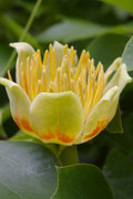  Tulip Poplar Tree - 1 Gallon Pot