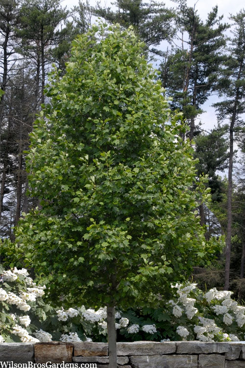  Tulip Poplar Tree (Liriodendron Tulipifera) - 3 Pack Of 1.5 Quart Pots
