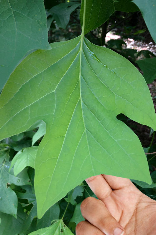  Tulip Poplar Tree - 5 Gallon Pot