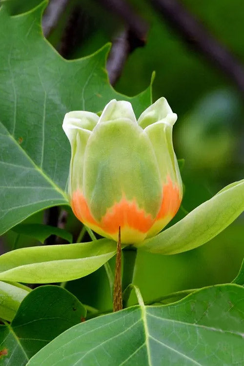  Tulip Poplar Tree - 5 Gallon Pot