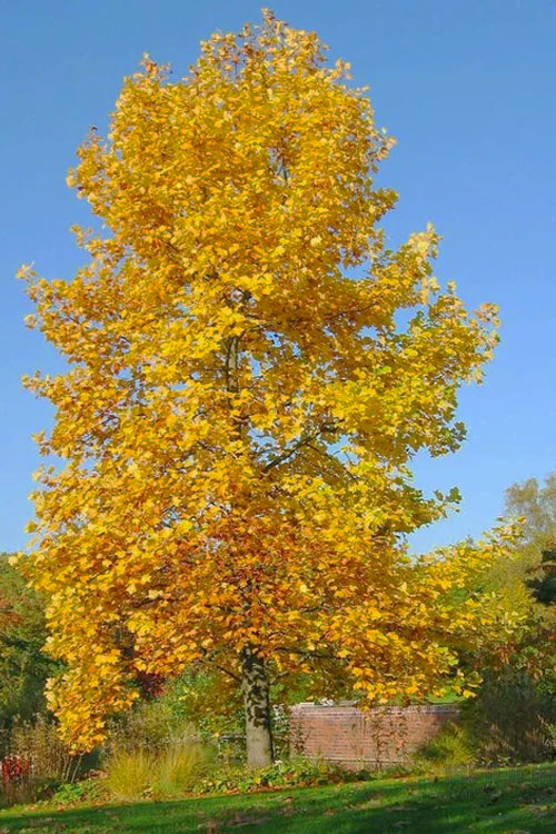  Tulip Poplar Tree - 1 Gallon Pot