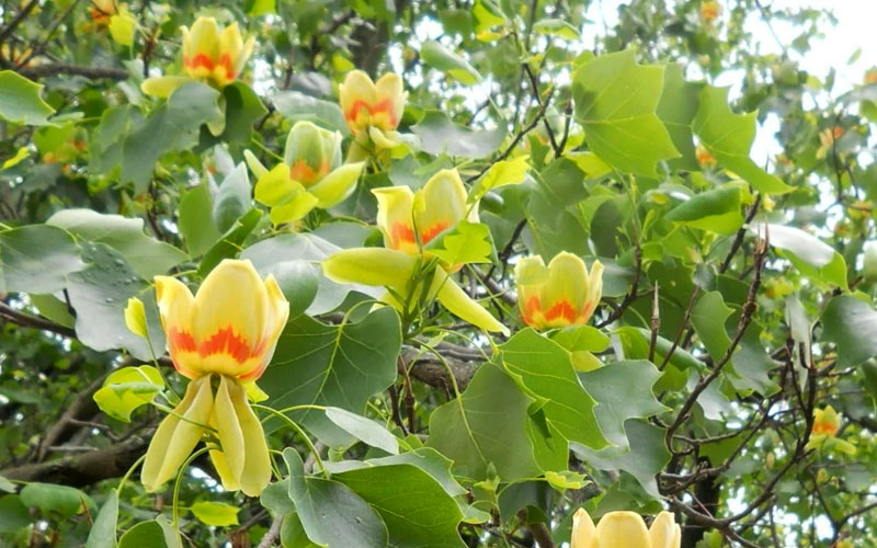  Tulip Poplar Tree - 5 Gallon Pot