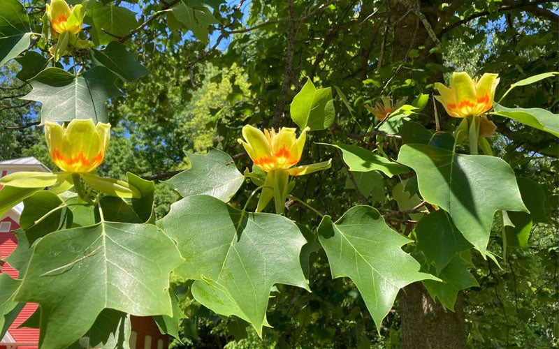  Tulip Poplar Tree (Liriodendron Tulipifera) - 3 Pack Of 1.5 Quart Pots