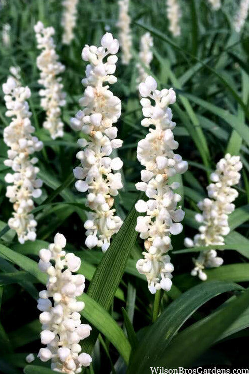  Monroe's White Liriope - Lilyturf - 18 Count Flat Of Pint Pots