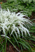  Okina Liriope (Frosted Monkey Grass) - 6 Pack Of 1 Gallon Pots