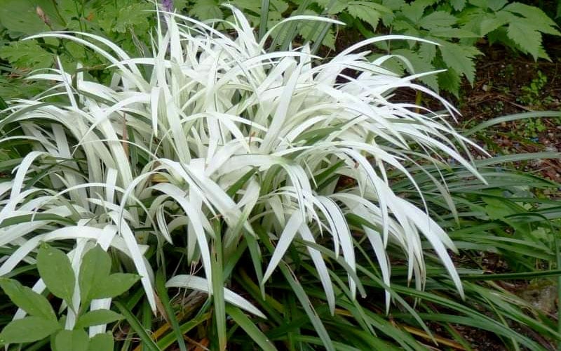  Okina Liriope (Frosted Monkey Grass) - 1 Gallon Pot