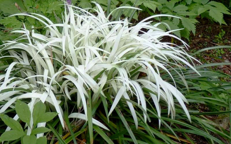  Okina Liriope (Frosted Monkey Grass) - 6 Pack Of 1 Gallon Pots