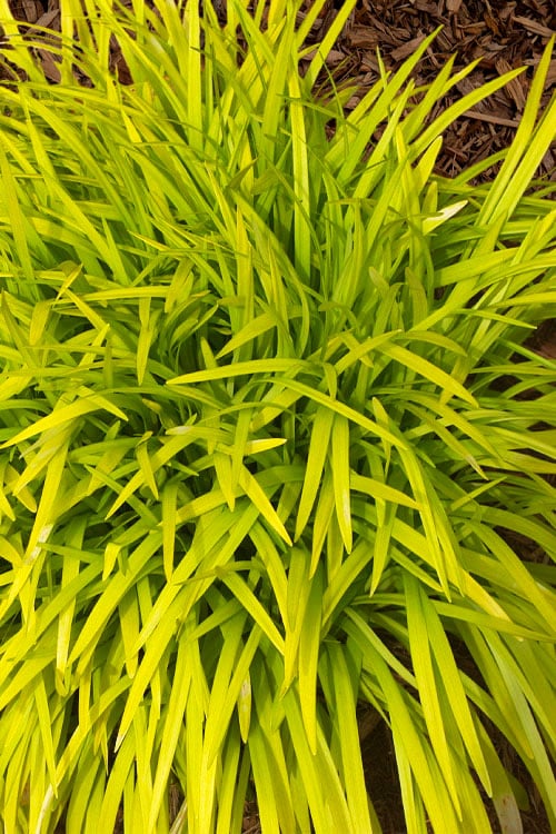  Gold Ingot Liriope (Golden Lilyturf) - 6 Pack Of 1 Gallon Pots