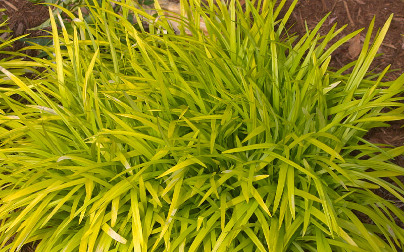  Gold Ingot Liriope (Golden Lilyturf) - 6 Pack Of 1 Gallon Pots