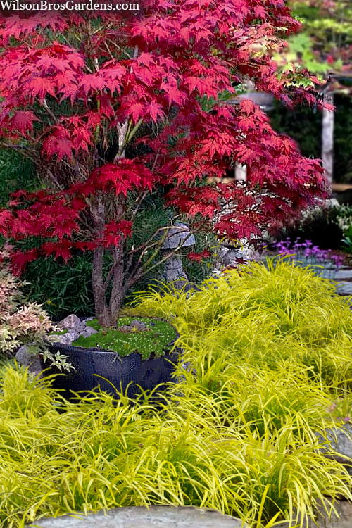  Gold Ingot Liriope (Golden Lilyturf) - 1 Gallon Pot