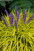  Gold Ingot Liriope (Golden Lilyturf) - 1 Gallon Pot