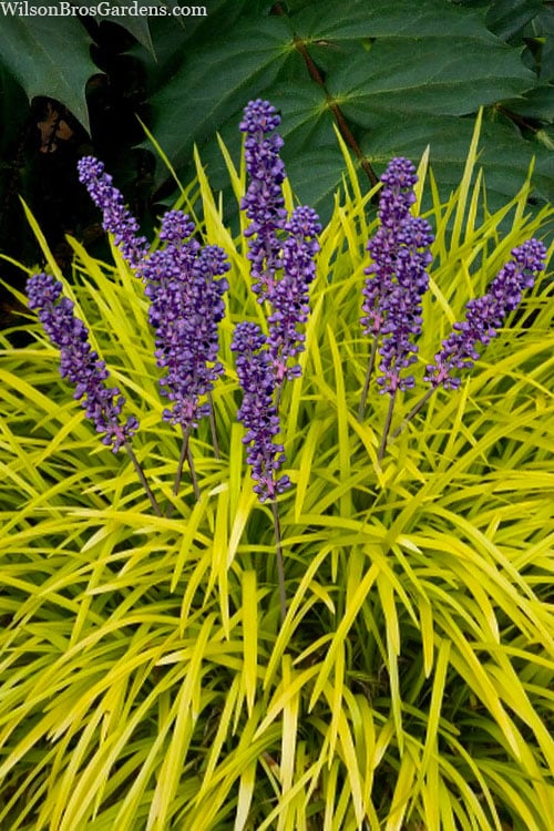  Gold Ingot Liriope (Golden Lilyturf) - 6 Pack Of 1 Gallon Pots