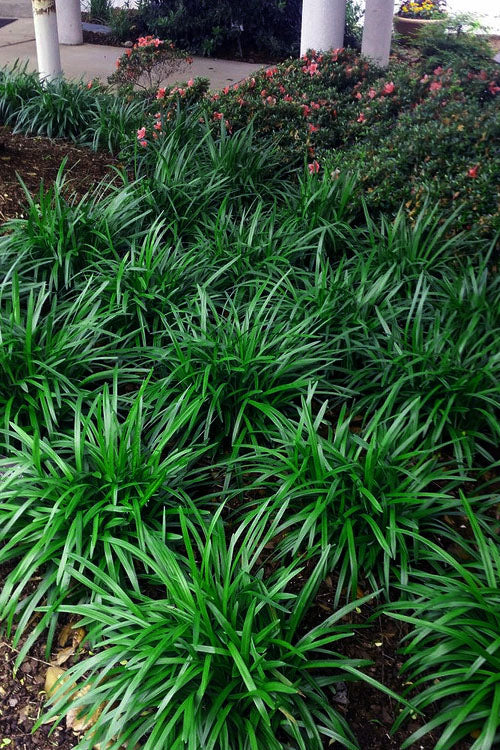  Royal Purple Liriope - Lilyturf - 10 Pack Of Pint Pots