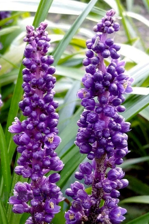  Royal Purple Liriope (Lilyturf) - 1 Gallon Pot
