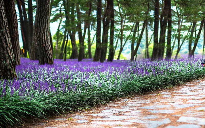  Royal Purple Liriope - Lilyturf - 18 Count Flats Of Pint Pots