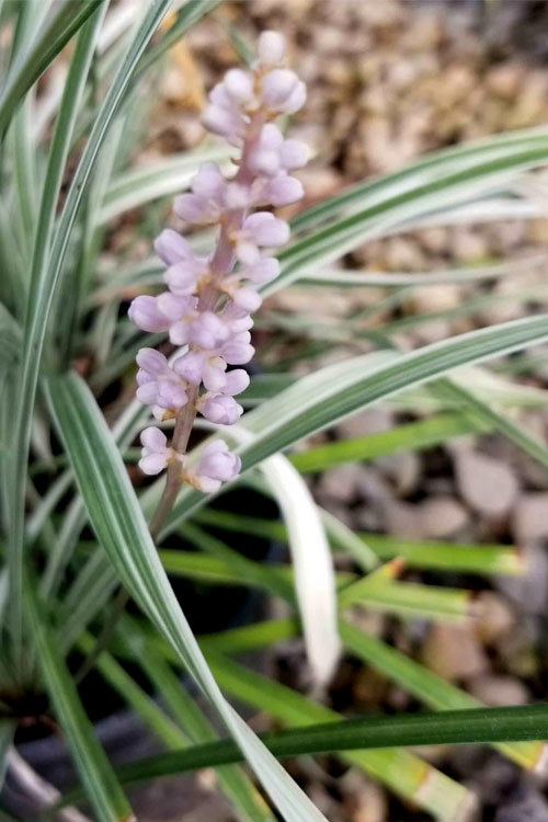  Silver Dragon Liriope - Lilyturf - 18 Count Flats Of Pint Pots