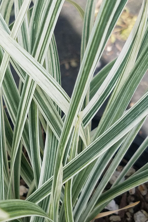  Silver Dragon Liriope - Lilyturf - 18 Count Flats Of Pint Pots