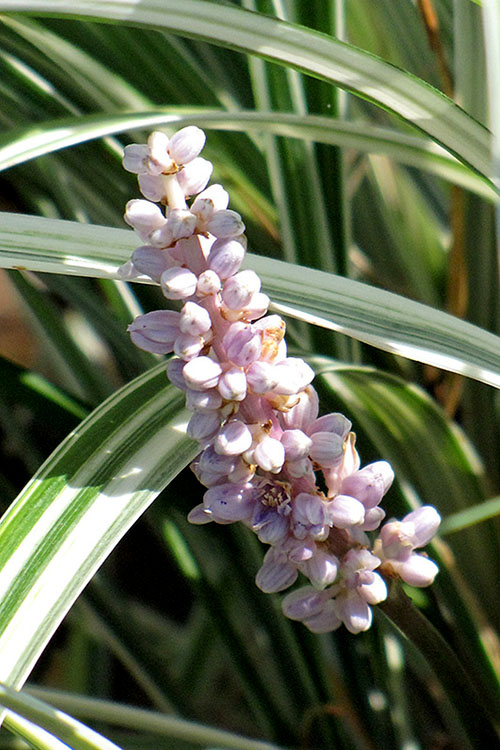  Silver Dragon Liriope - Lilyturf - 18 Count Flats Of Pint Pots