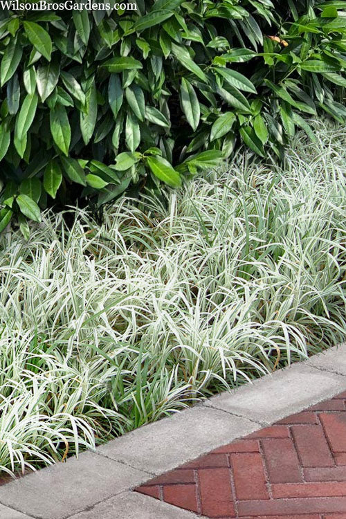  Silver Dragon Liriope - Lilyturf - 18 Count Flats Of Pint Pots