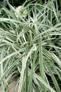  Silver Dragon Liriope - Lilyturf - 18 Count Flats Of Pint Pots